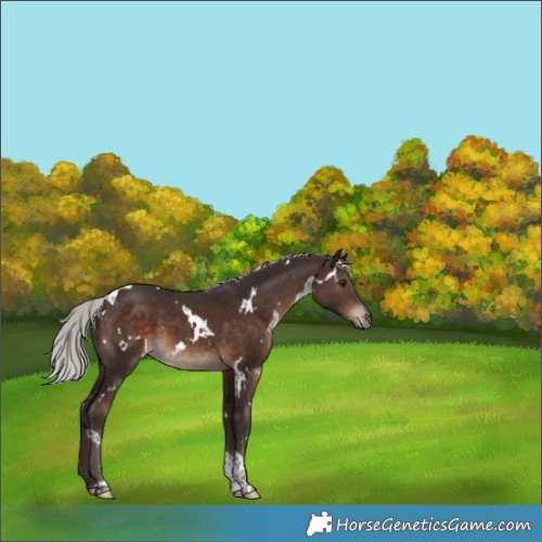 Horse Color:White Spotted Silver Brown Tobiano 