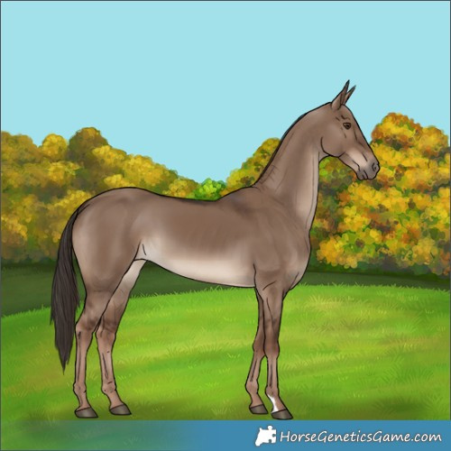 Horse Color:Liver Red Dun