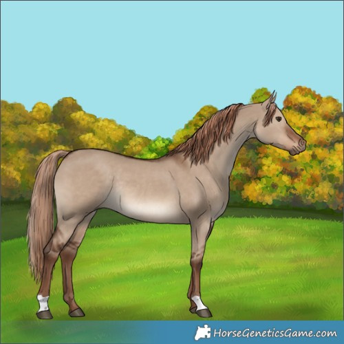 Horse Color:Liver Red Dun Rabicano 