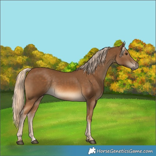 Horse Color:Chocolate Palomino Rabicano