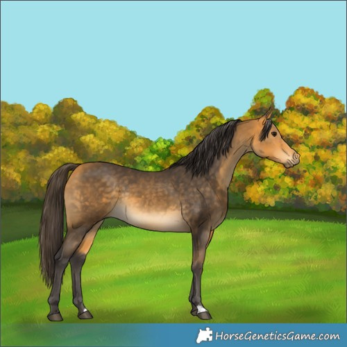 Horse Color:Buckskin Rabicano 