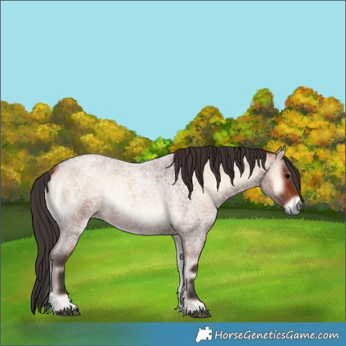 Horse Color:Bay Roan Onyx