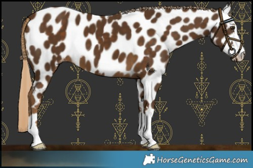 Horse Color:Chocolate Palomino Appaloosa 