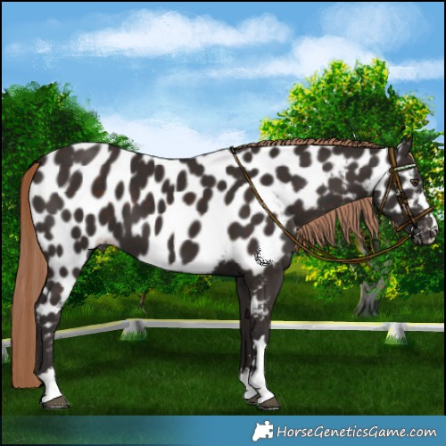 Horse Color:Liver Chestnut Near Leopard 