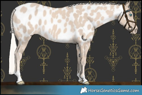 Horse Color:Cremello Appaloosa 