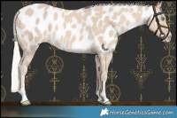 Horse Color:Cremello Near Leopard 