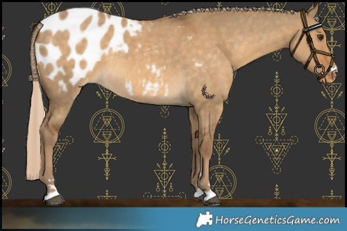 Horse Color:Chocolate Palomino Dun Blanket Rabicano 