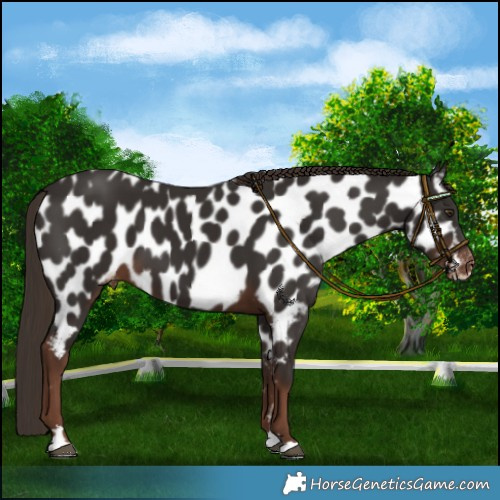 Horse Color:Liver Chestnut Appaloosa 