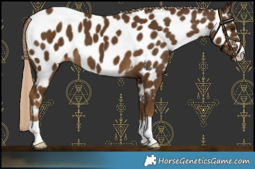 Horse Color:Chocolate Palomino Near Leopard 