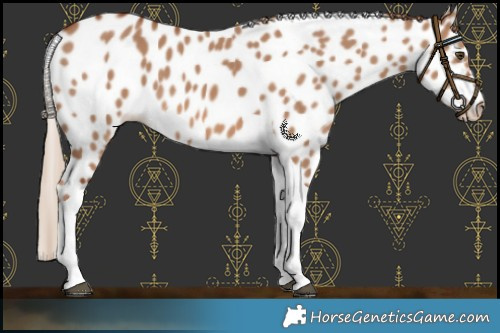 Horse Color:Red Dun Tobiano Appaloosa 