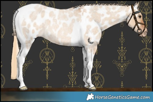 Horse Color:Red Dun Roan Tobiano Appaloosa 