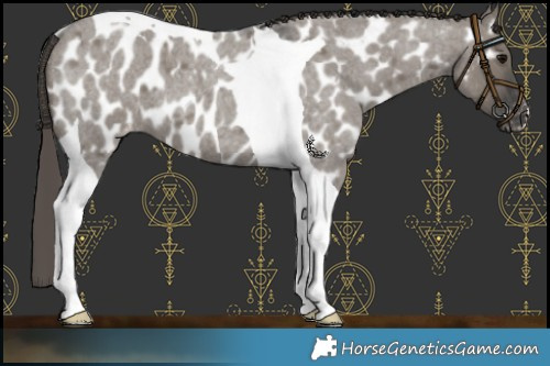 Horse Color:Grullo Roan Tobiano Near Leopard 