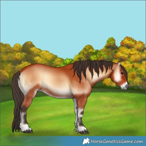 Horse Color:Bay Onyx