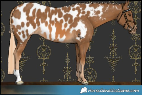 Horse Color:Chocolate Palomino Blanket 