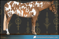 Horse Color:Chocolate Palomino Blanket 