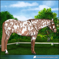 Horse Color:Red Roan Near Leopard 