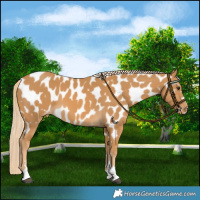 Horse Color:Palomino Near Leopard