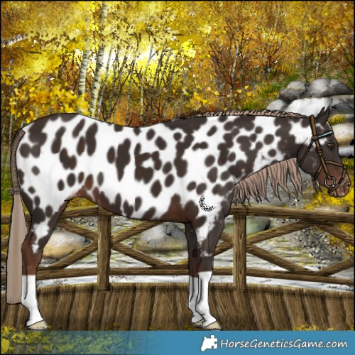 Horse Color:Liver Chestnut Appaloosa 