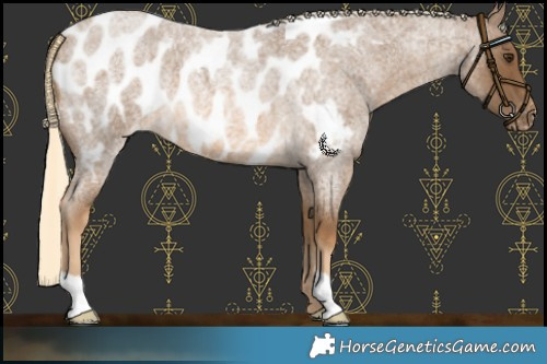 Horse Color:Chocolate Palomino Roan Appaloosa