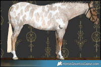 Horse Color:Chocolate Palomino Roan Near Leopard 