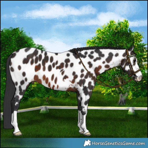 Horse Color:Brown Near Leopard 