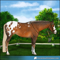 Horse Color:Chocolate Palomino Blanket 