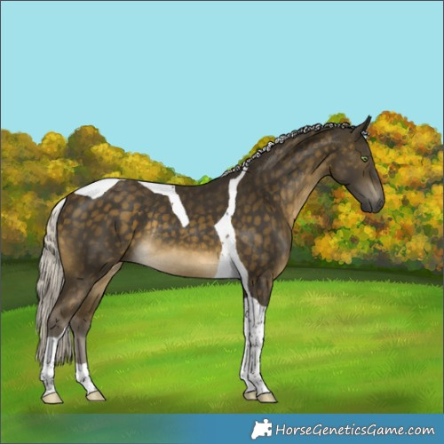 Horse Color:Silver Buckskin Tobiano Rabicano 