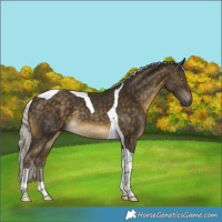 Horse Color:Silver Buckskin Tobiano Rabicano