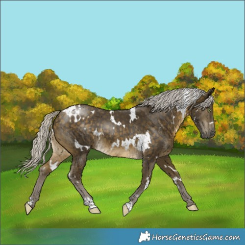 Horse Color:White Spotted Silver Buckskin 