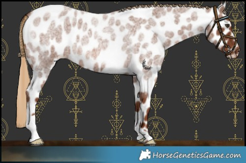 Horse Color:Red Roan Appaloosa 