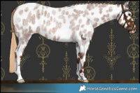 Horse Color:Red Roan Leopard 