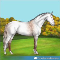 Horse Color:Gray Gold Champagne Tobiano 
