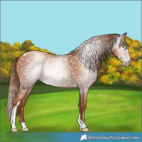 Horse Color:Gray Gold Champagne Tobiano 