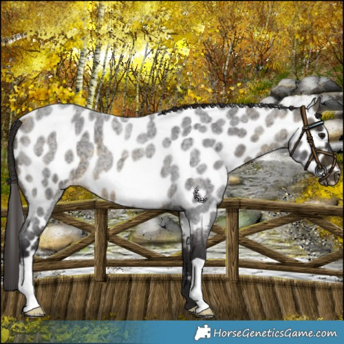 Horse Color:Buckskin Roan Leopard 