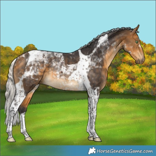 Horse Color:Silver Buckskin Tobiano Rabicano 
