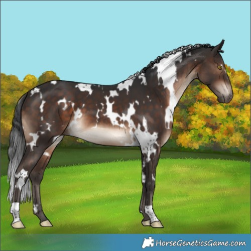 Horse Color:White Spotted Brown