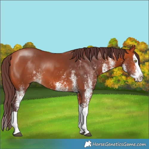 Horse Color:White Spotted Chocolate Bay Splash 
