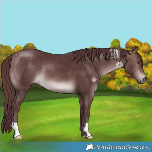 Horse Color:Platinum Chocolate Bay 