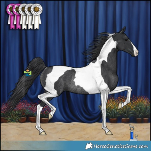 Horse Color:Black Tobiano Rabicano