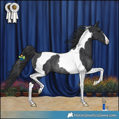 Horse Color:Black Tobiano Rabicano 