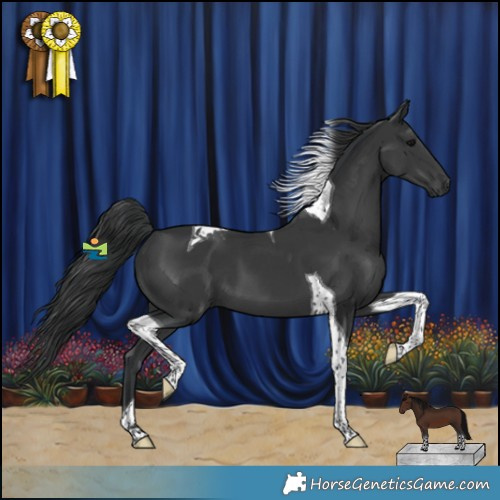 Horse Color:Black Tobiano 
