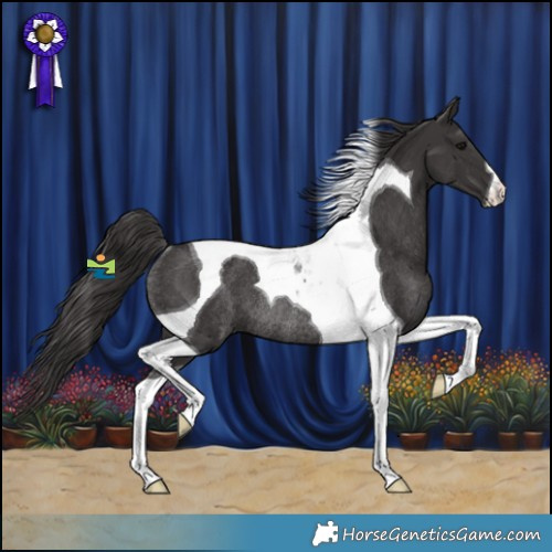 Horse Color:Smoky Black Tobiano Rabicano 