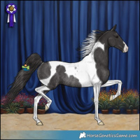 Horse Color:Smoky Black Tobiano Rabicano