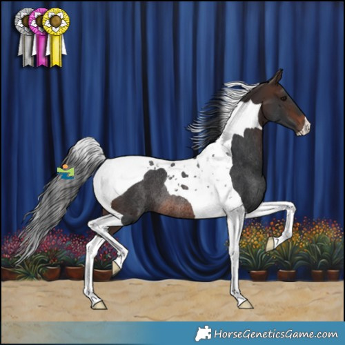 Horse Color:Brown Tobiano Rabicano 