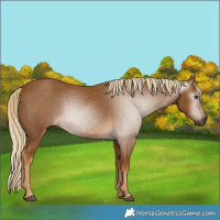Horse Color:Gray Palomino