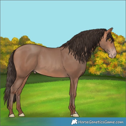 Horse Color:Amber Champagne