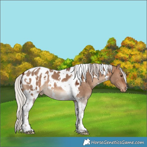 Horse Color:White Spotted Silver Brown Dun Tobiano Appaloosa