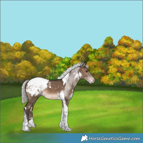 Horse Color:White Spotted Silver Brown Dun Tobiano Appaloosa 
