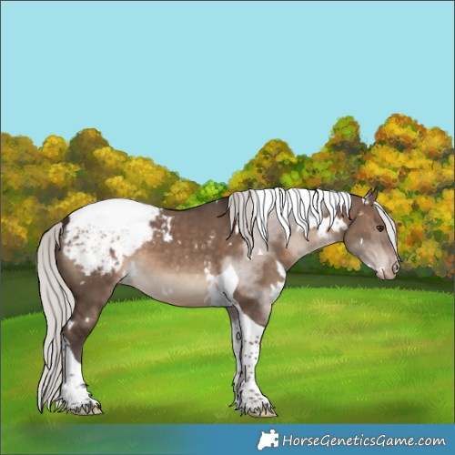 Horse Color:White Spotted Silver Brown Dun Tobiano Appaloosa 