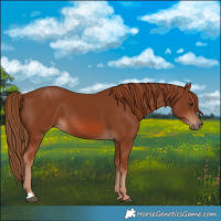 Horse Color:Chestnut 